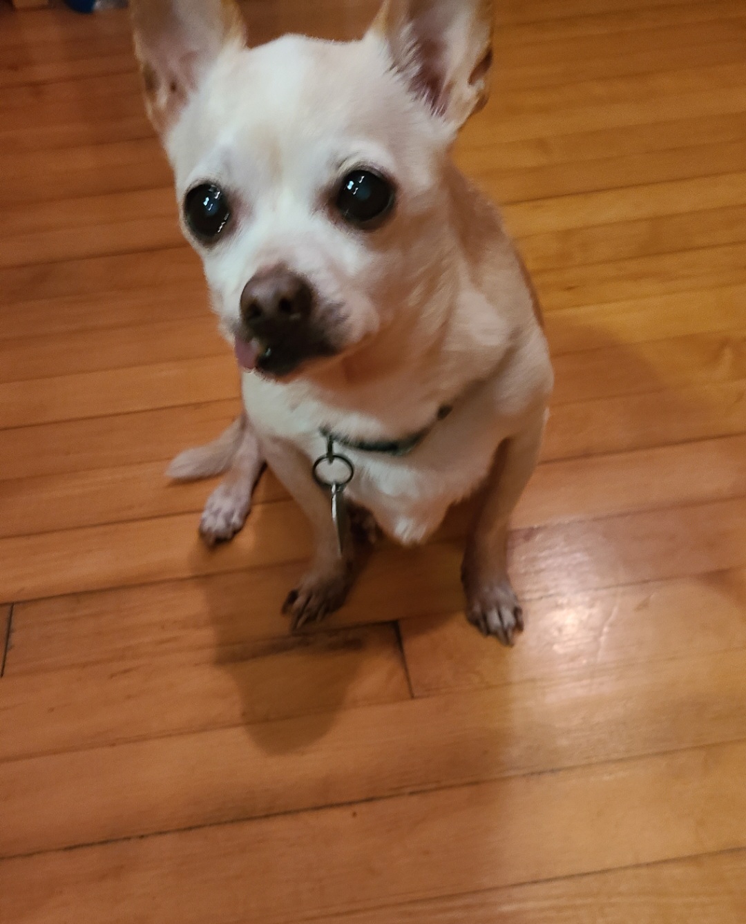 Kujo