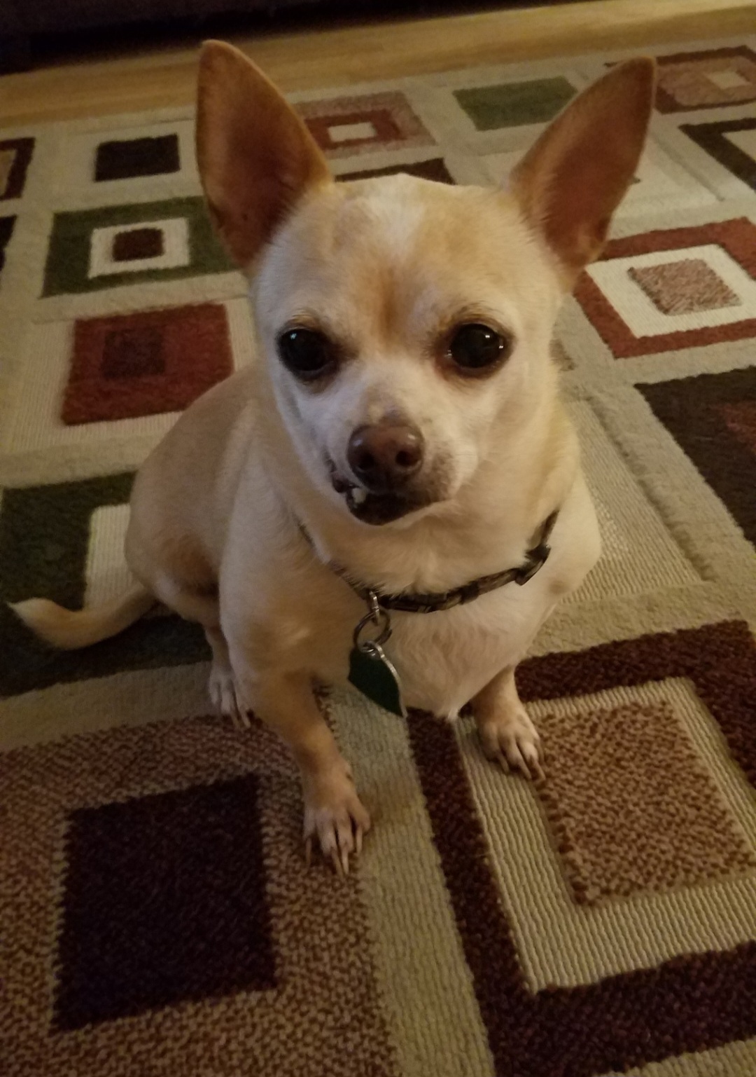 Kujo