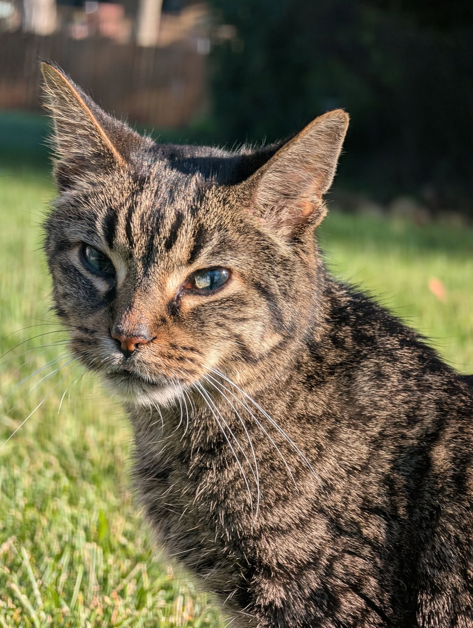 Nermal