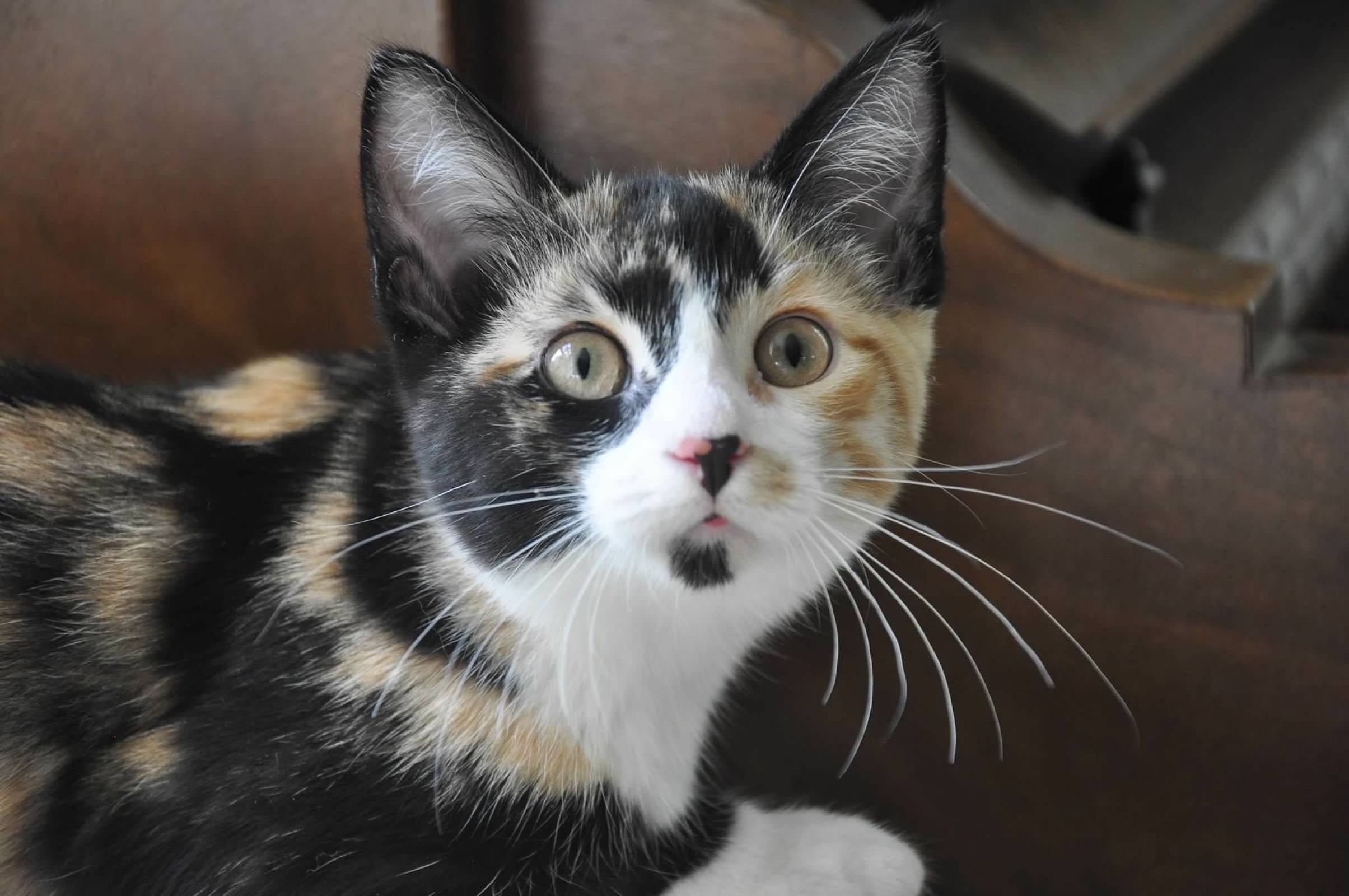 Ella