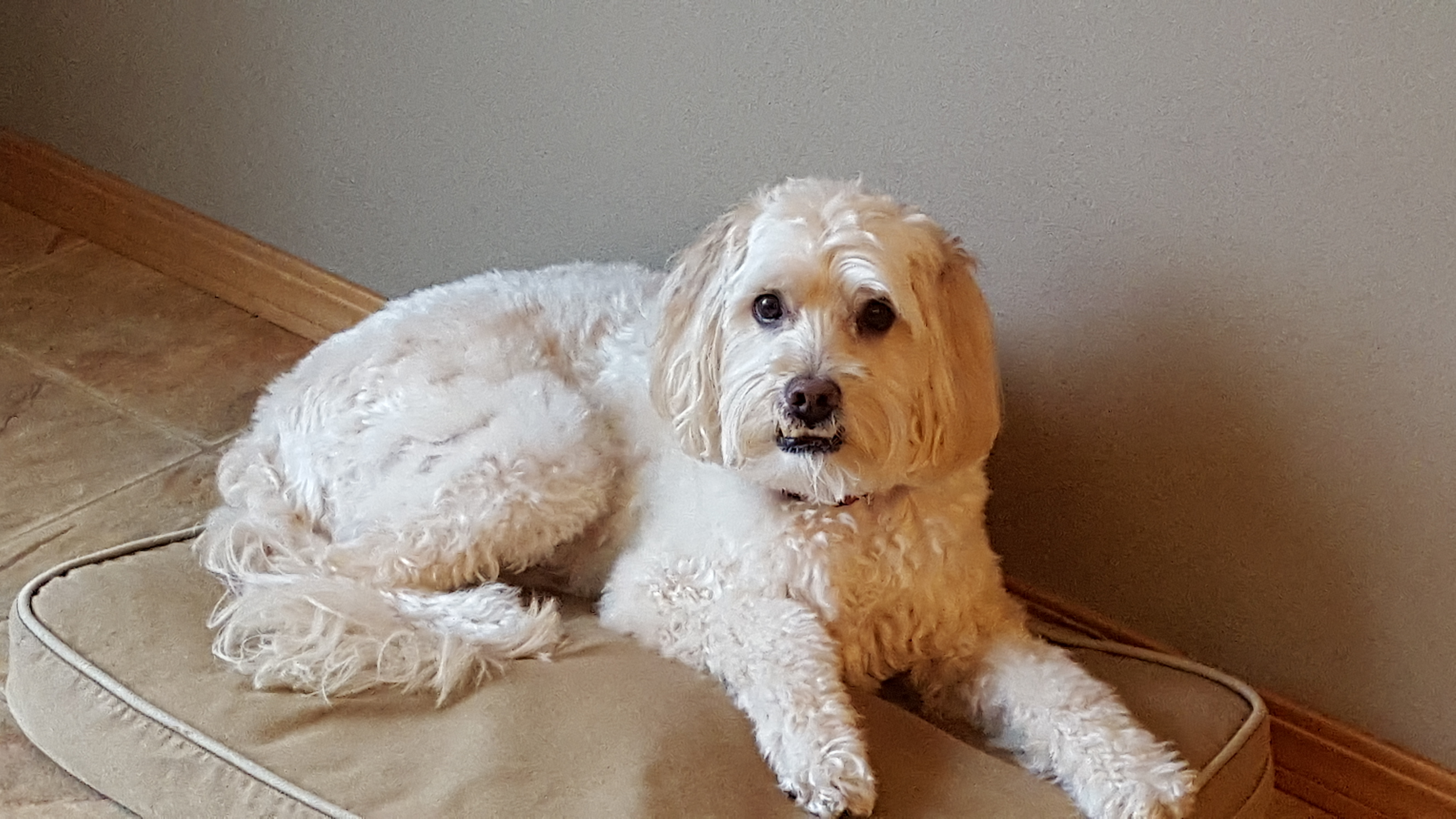 Chewie