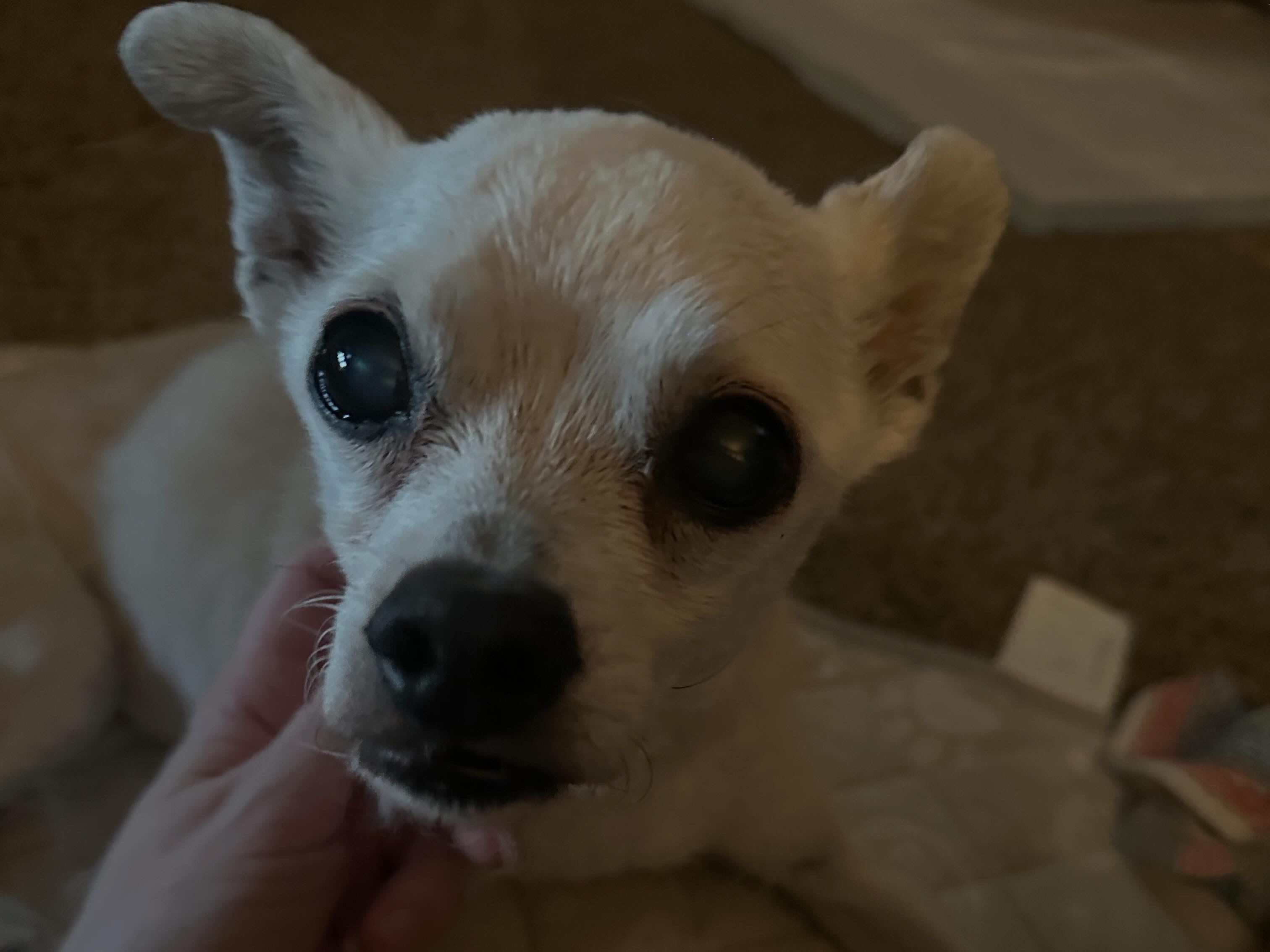 Lola