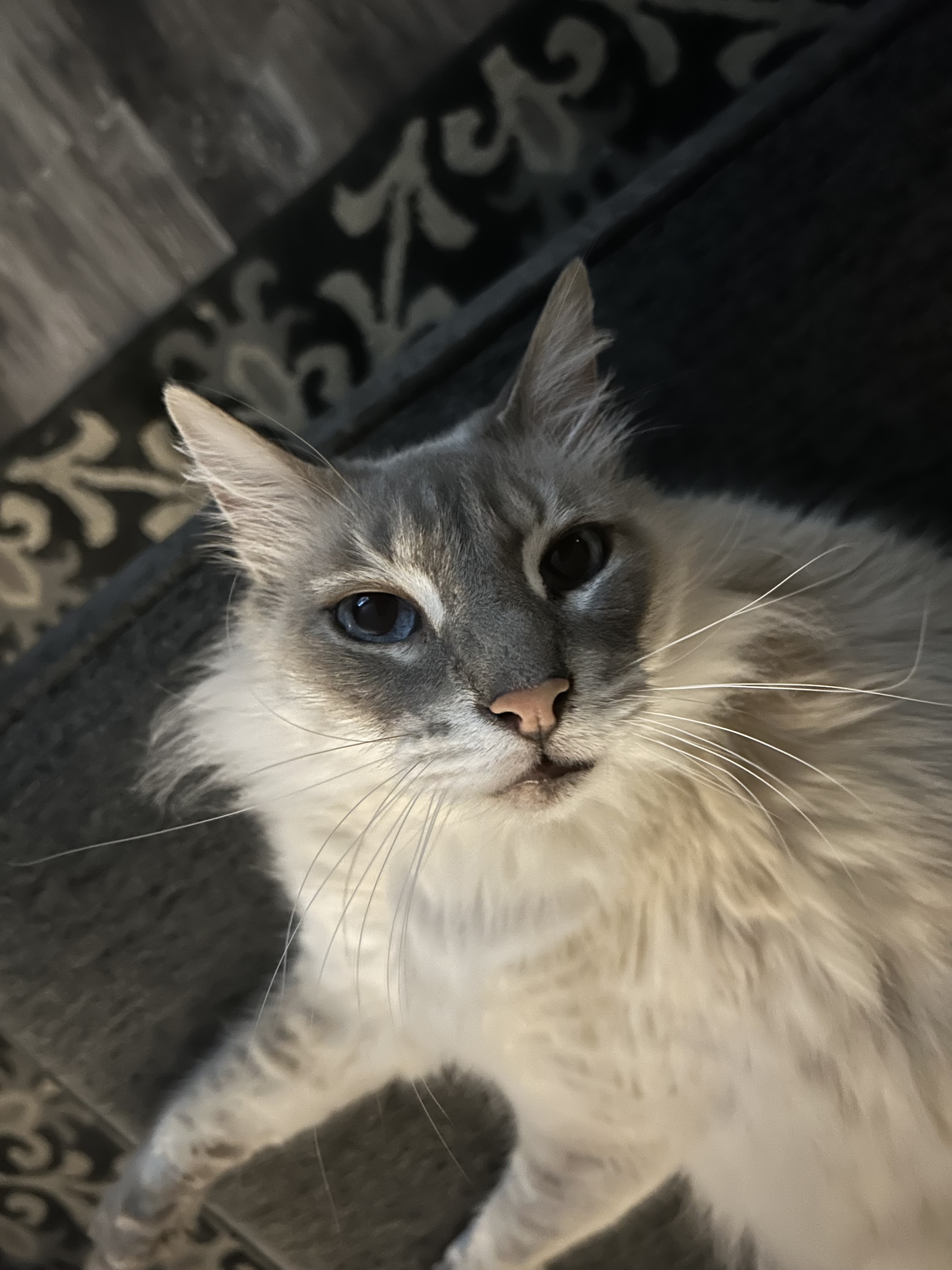 Koda
