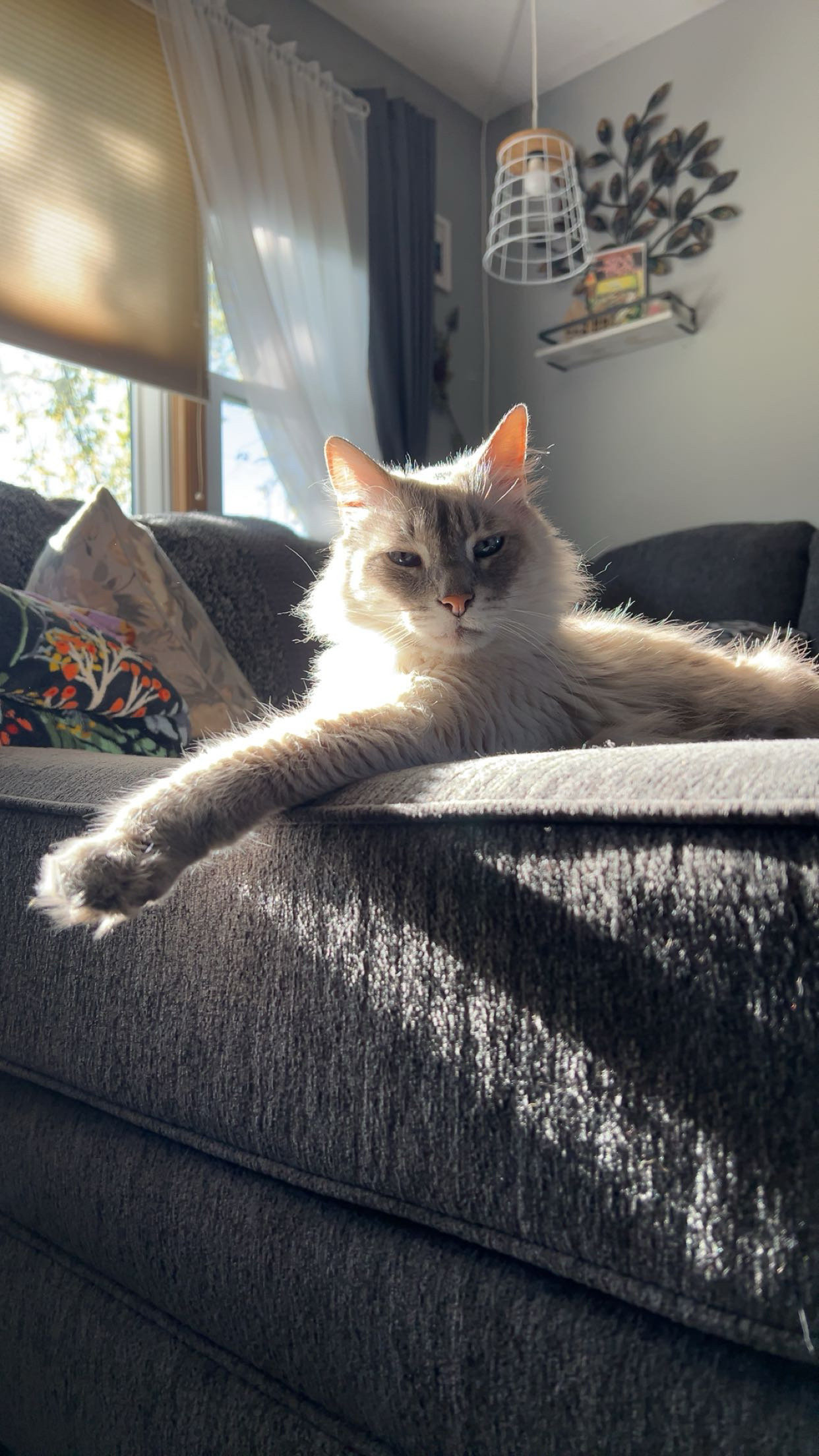 Koda