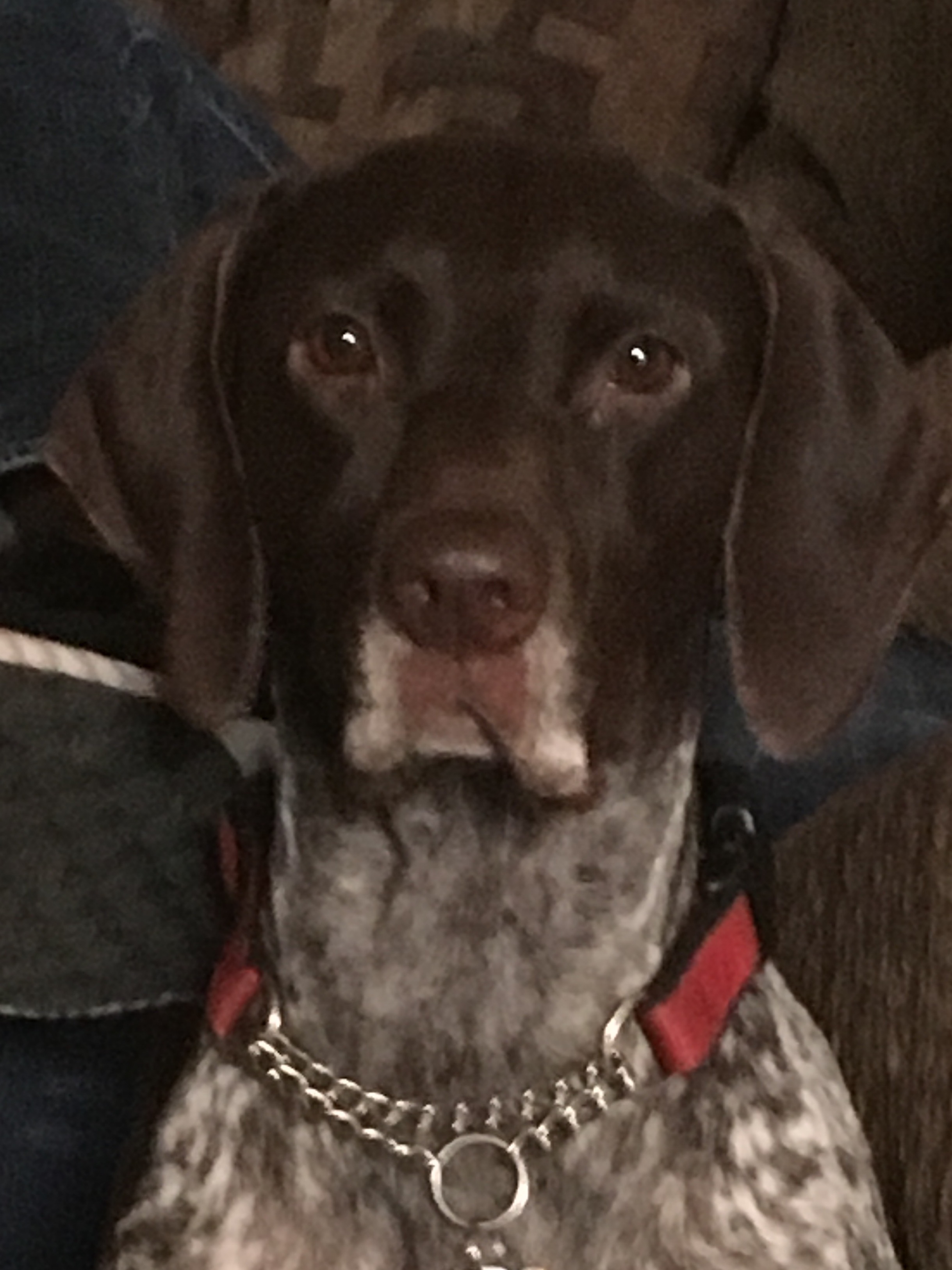 Nellie