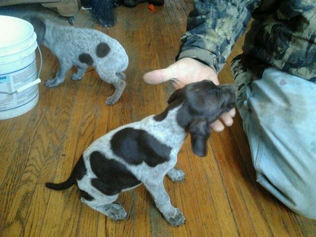 Nellie